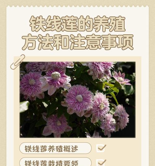 铁线莲根部完全腐烂的处理方法是什么？