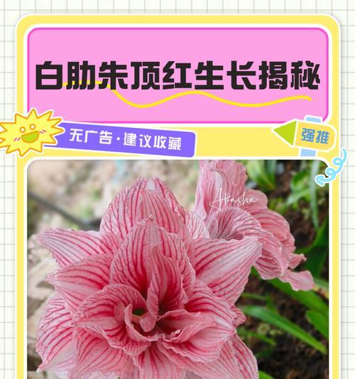 白肋朱顶红的特征和养护要点是什么？