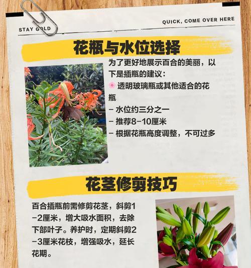 温室百合栽培的关键技术要点是什么？