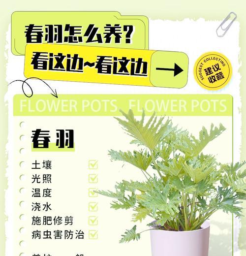 春羽叶子发黄时应如何处理？有哪些有效的解决方法？