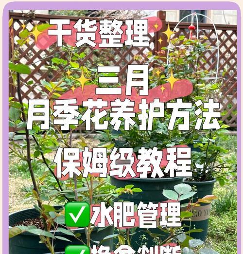 爬藤月季底肥埋设方法是什么？