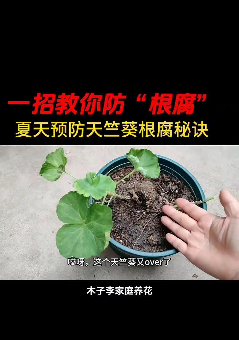 天竺葵怎么擦才能长得好？擦出健康天竺葵的秘诀！