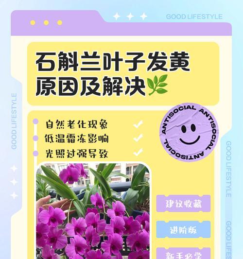 四季兰叶子发黄的补救措施是什么？