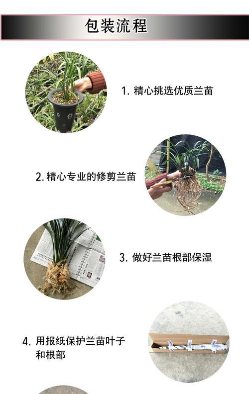 四季兰叶子发黄的补救措施是什么？