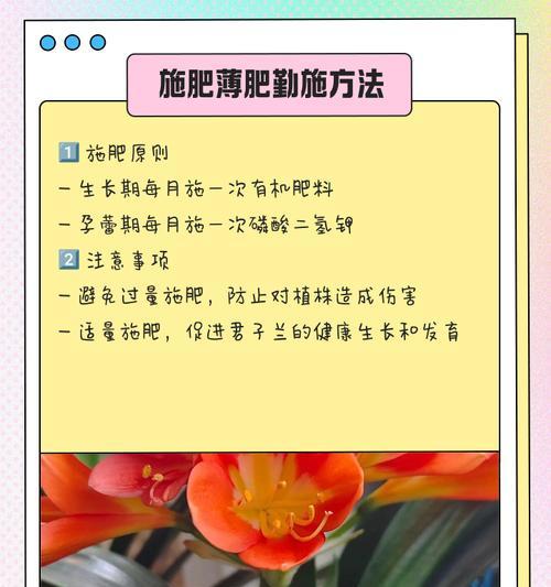 君子兰需要整形吗怎么养？君子兰的正确养护方法是什么？