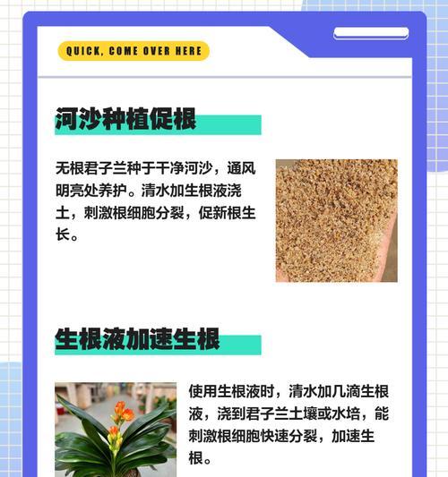君子兰需要整形吗怎么养？君子兰的正确养护方法是什么？