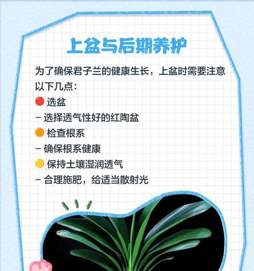 君子兰需要整形吗怎么养？君子兰的正确养护方法是什么？