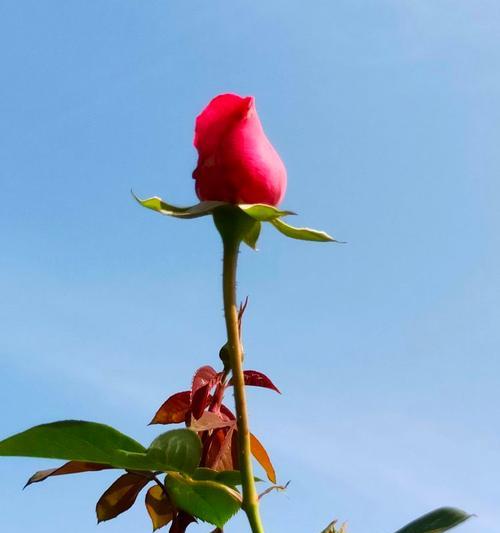 月季扎手疼痛怎么缓解？如何进行有效的处理和预防？