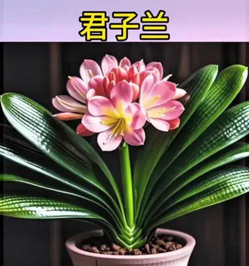 君子兰水苔花的养殖技巧是什么？