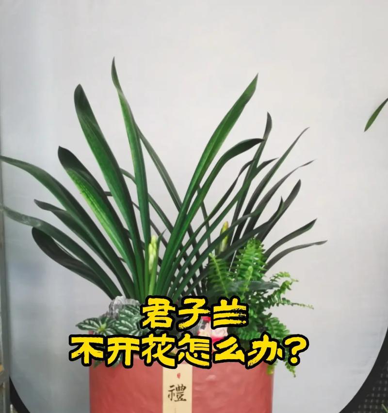 君子兰水苔花的养殖技巧是什么？