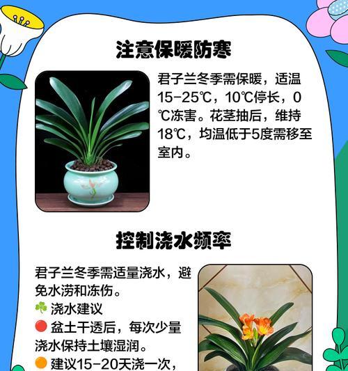 君子兰水苔花的养殖技巧是什么？