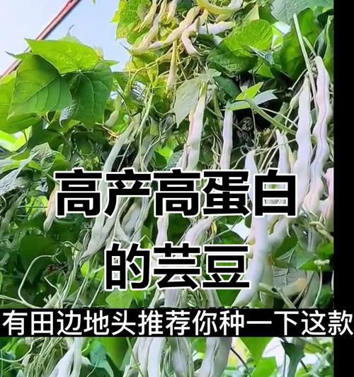 芸豆栽培技术要点是什么？如何提高芸豆的产量？