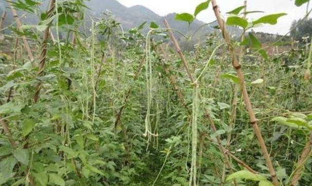 芸豆栽培技术要点是什么？如何提高芸豆的产量？