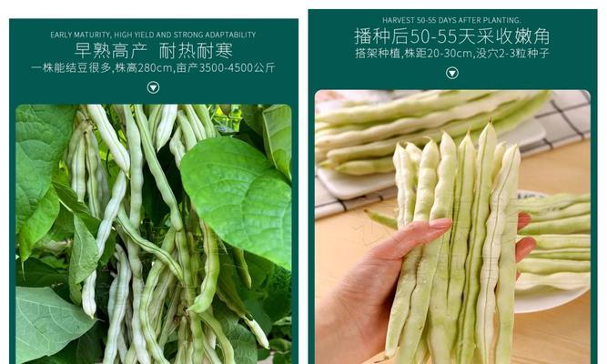芸豆栽培技术要点是什么？如何提高芸豆的产量？