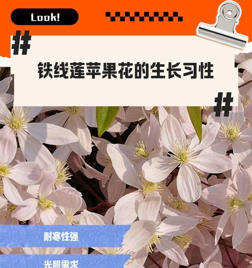 怎样促进铁线莲根部快速生长？
