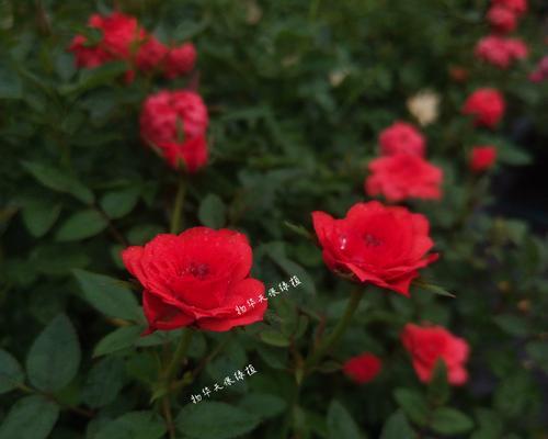 重瓣月季的种植方法是什么？重瓣月季种植需要注意什么？