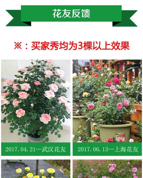 重瓣月季的种植方法是什么？重瓣月季种植需要注意什么？
