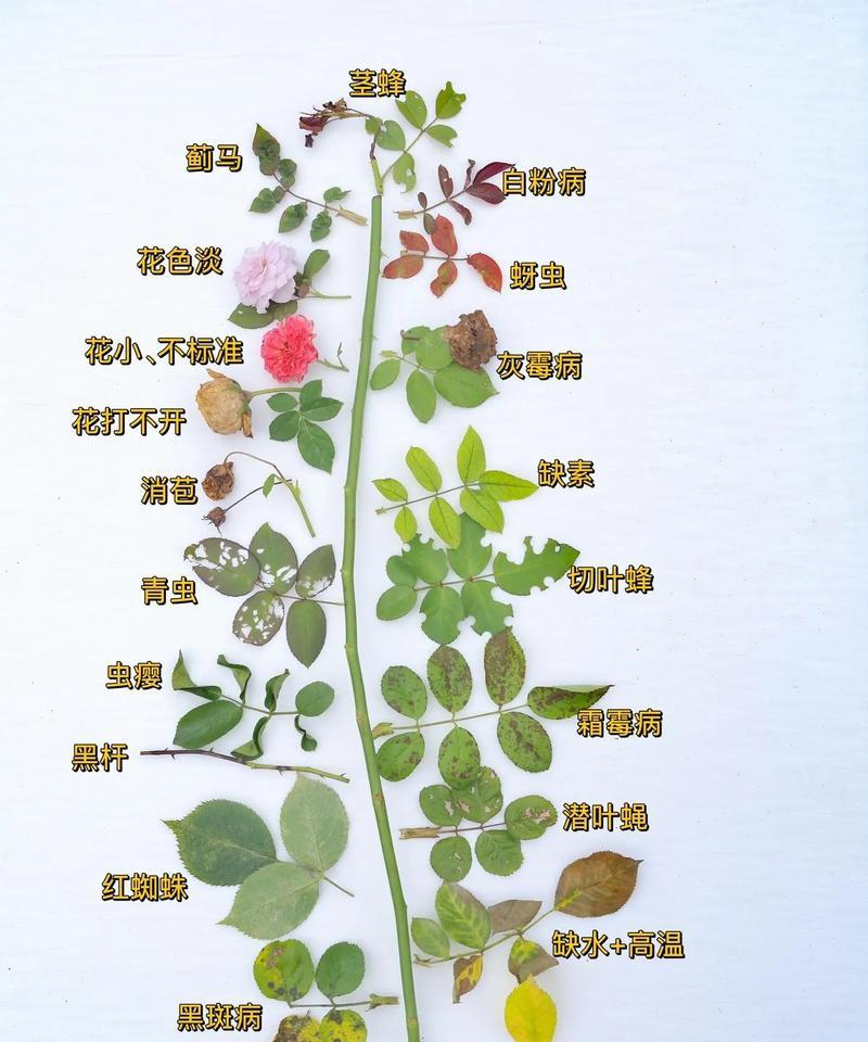 重瓣月季的种植方法是什么？重瓣月季种植需要注意什么？