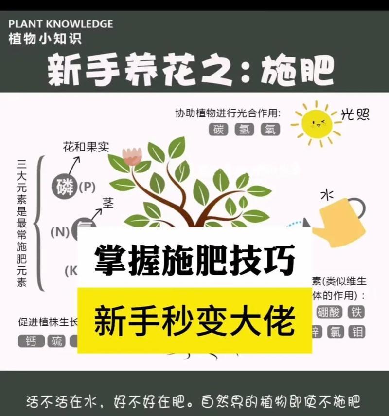 室内木本植物施肥技巧有哪些？