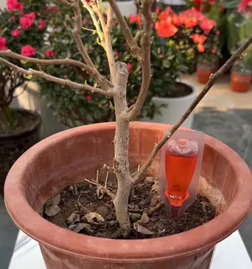 三角梅夏季开花的养护技巧是什么？
