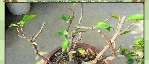 三角梅夏季开花的养护技巧是什么？