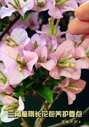 三角梅夏季开花的养护技巧是什么？