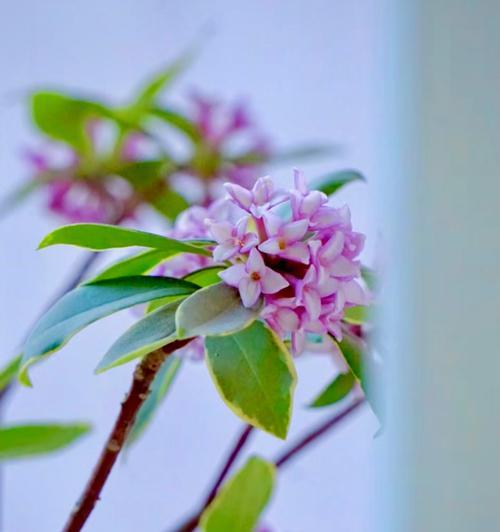 阳台种植哪些香花既美观又芬芳？