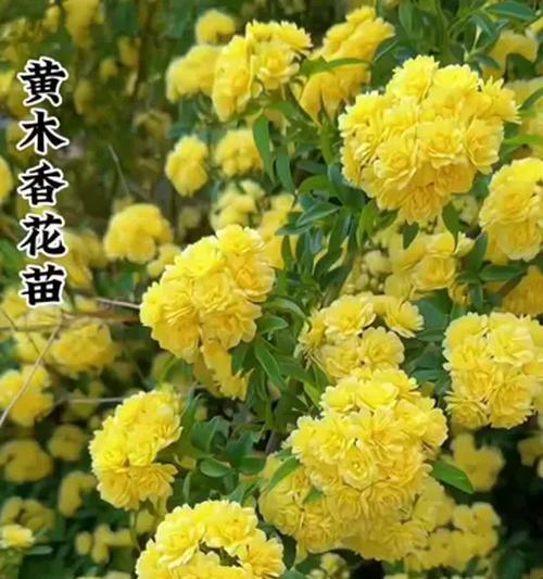 阳台种植哪些香花既美观又芬芳？