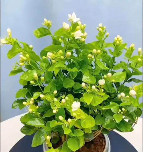 阳台种植哪些香花既美观又芬芳？