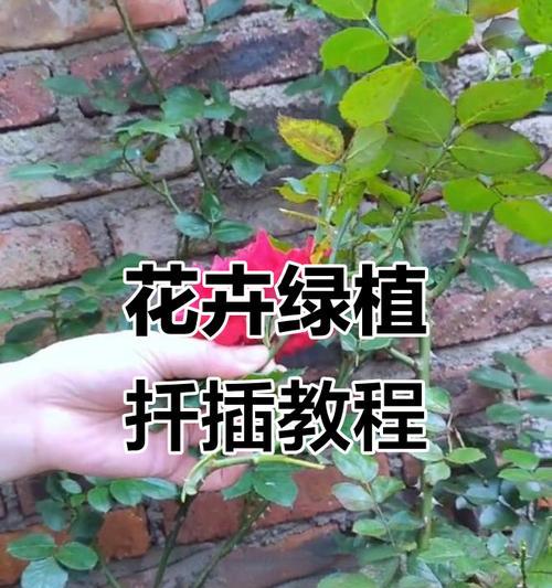 月季瓶里生根怎么回事？瓶插生根的正确方法是什么？
