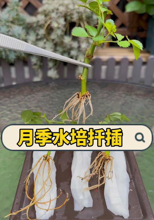 月季瓶里生根怎么回事？瓶插生根的正确方法是什么？