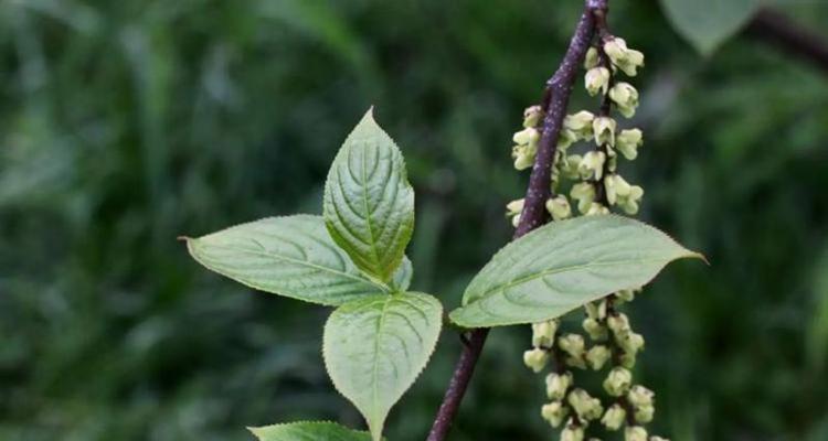 无硫磺野生花卉品种有哪些？