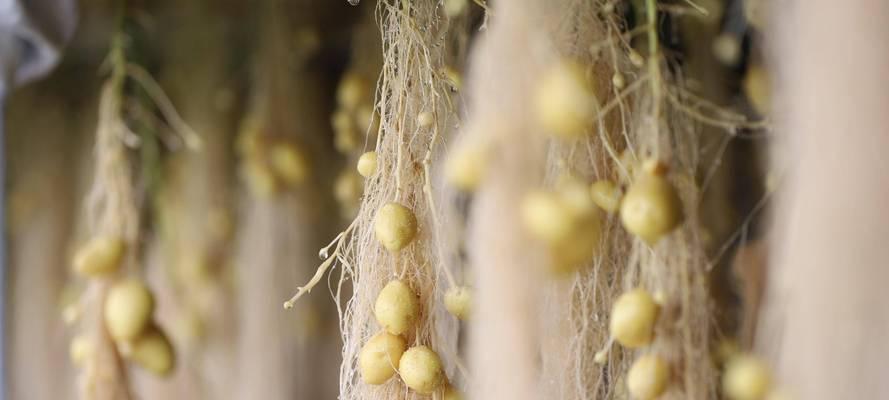 土豆组培苗的栽培技术包括哪些？如何提高成活率？
