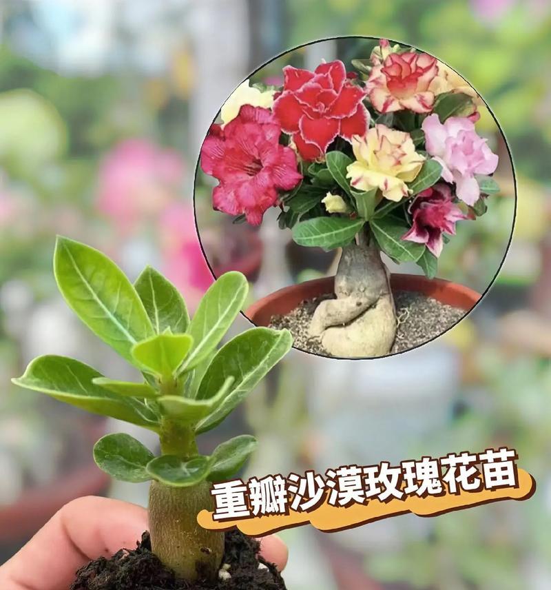 有哪些养花开花的小技巧？如何提高开花率？