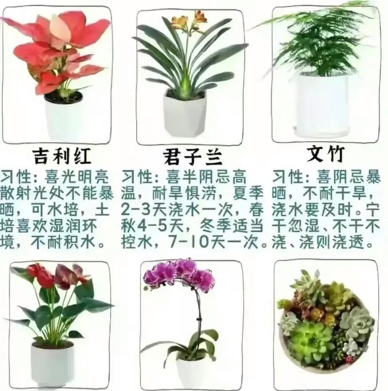有哪些养花开花的小技巧？如何提高开花率？