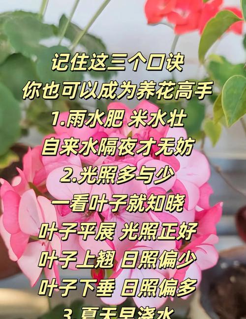 有哪些养花开花的小技巧？如何提高开花率？