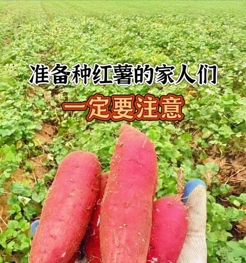 种红薯时如何施肥？有哪些施肥技巧？