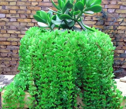 如何在缺口盆中成功种植木本植物？