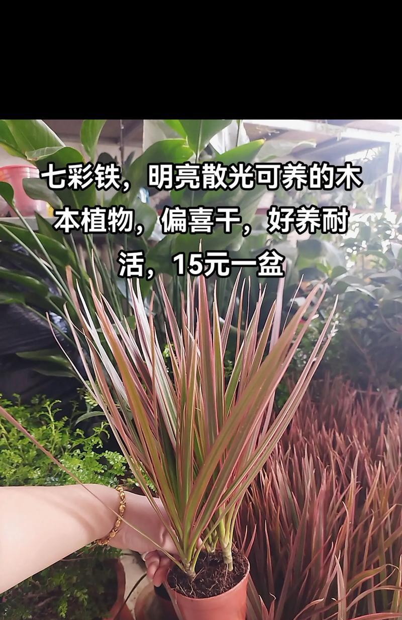 如何在缺口盆中成功种植木本植物？
