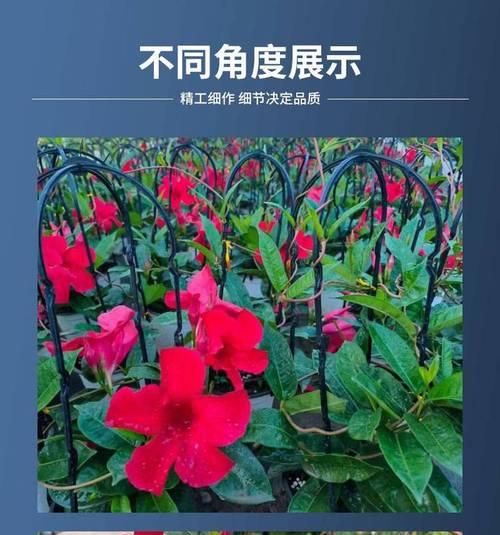 哪些观赏植物品种生长速度最快？
