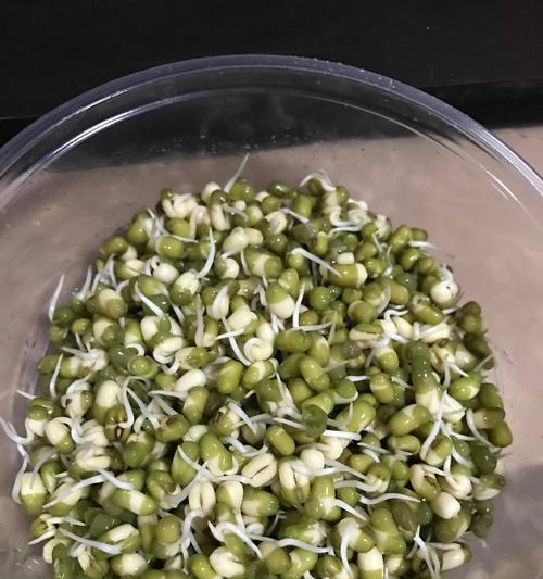豆芽浇水的正确方法是什么？如何保证豆芽健康成长？