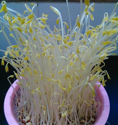 豆芽浇水的正确方法是什么？如何保证豆芽健康成长？