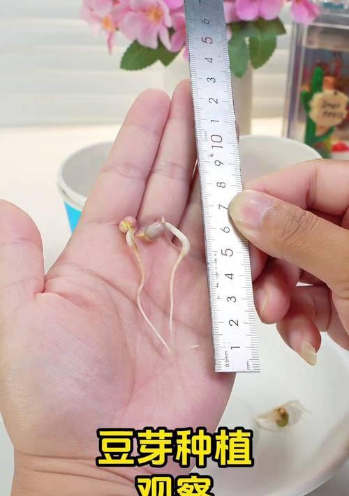 豆芽浇水的正确方法是什么？如何保证豆芽健康成长？