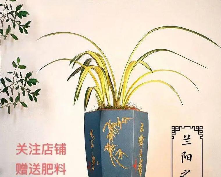 金边墨兰正确的浇水方法是什么？如何避免浇水不当？