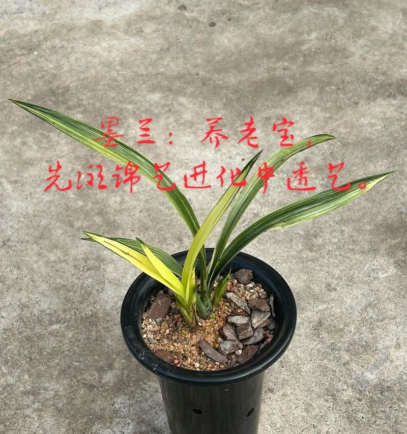 金边墨兰正确的浇水方法是什么？如何避免浇水不当？