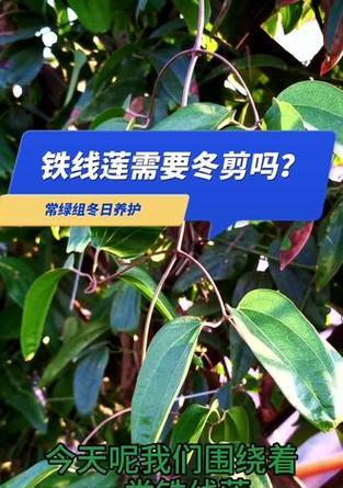 常绿铁线莲应该怎么修剪？修剪技巧有哪些？