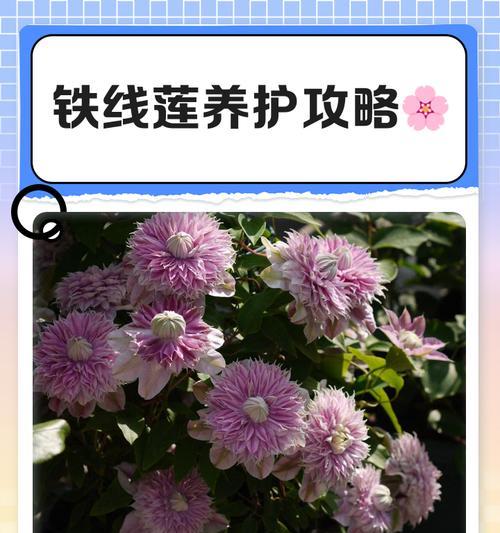铁线莲到家后如何养护才能开花？需要注意哪些事项？