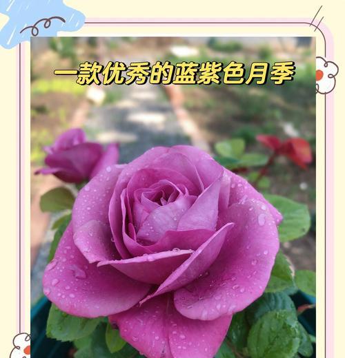 阳台设计中哪些花卉最吸引人？如何选择合适的阳台花卉？