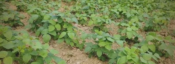 黄豆播种的最佳时间是什么时候？