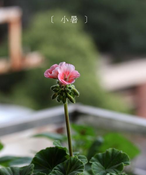 鲑鱼天竺葵的养护管理方法是什么？